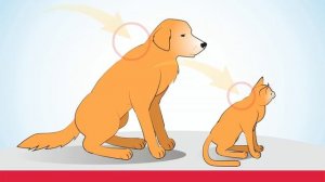 Как наносить Стронгхолд