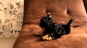 Йоркширский терьер учимся гавкать)