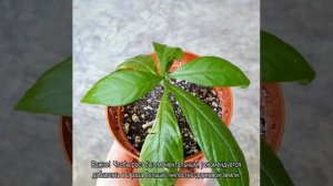 Пахистахис: уход в домашних условиях и возможные проблемы при выращивании