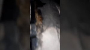 Течь и запах моторного масла ПЕЖО 407 1,8/125