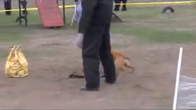 Соревнования Кубок МГБ Юг 2012 20 10 2012 Зеленый фургон