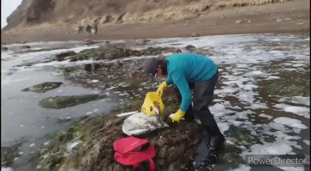 Нерест сельди Олюторской, 15 апреля 2024 года, за Пригородным, Сахалин смотреть онлайн