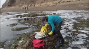 Нерест сельди Олюторской, 15 апреля 2024 года, за Пригородным, Сахалин