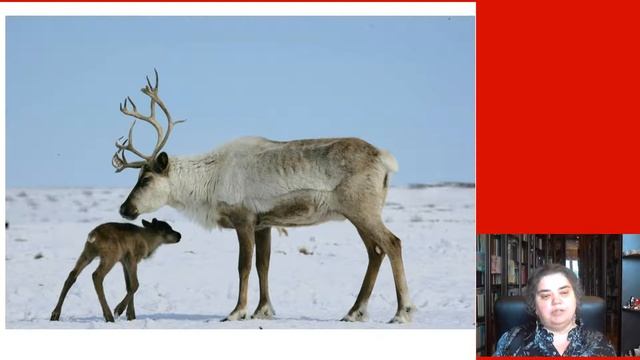 Основные продукты питания первобытного человека. Мясо . смотреть онлайн