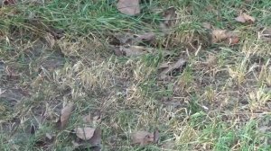 STIGA SV 415 E. Aerators (elektriskais) . Agronet.lv