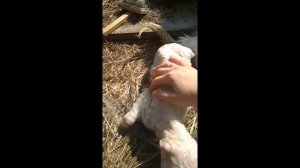 Выпадение влагалища у козы. Что делать?