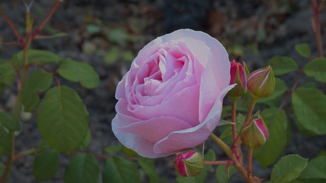 4K HDR - Rose Princesse Claire de Belgique by Martin Vissers смотреть онлайн