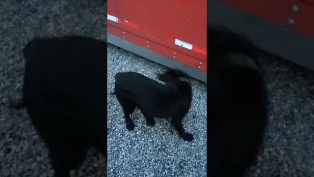 Бешеная собака кусает свой хвост смотреть онлайн