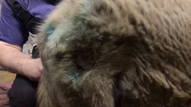 Рана смотреть онлайн