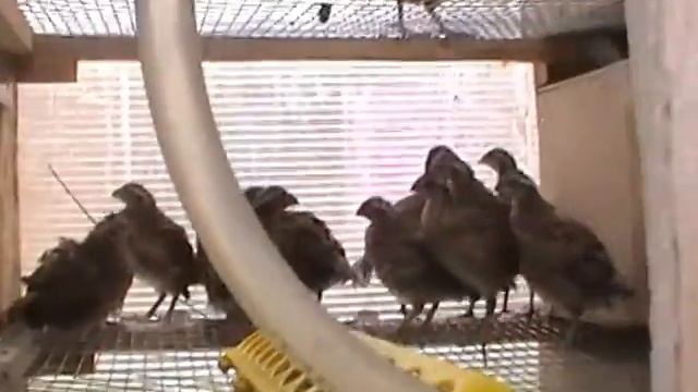 виргинская куропатка смотреть онлайн