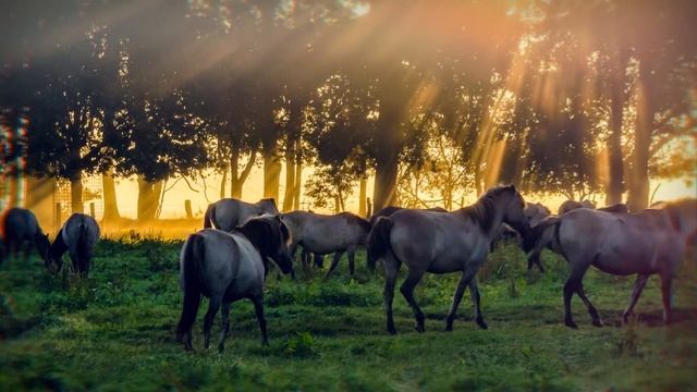 Дюльменские пони в частном герцогском заповеднике Вильдпфердебане, Дюльмен, Германия смотреть онлайн