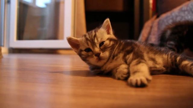 Котята 2014 смотреть онлайн