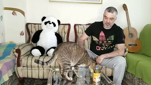 Как вырастить красивого и толстого кота смотреть онлайн