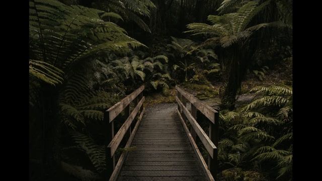 ASMR ENCHANTED FOREST AT NIGHT I WALK RELAXATION I SOUNDS OF BIRDS I THERAPY AMBIENCE I DEEP SLEEP смотреть онлайн