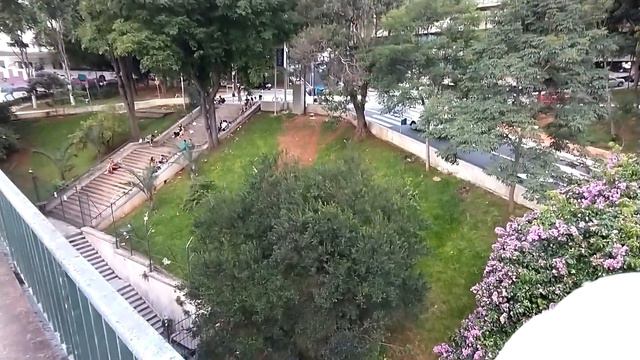 Primavera virou uma arvore gigante (Bougainvillea glabra) смотреть онлайн