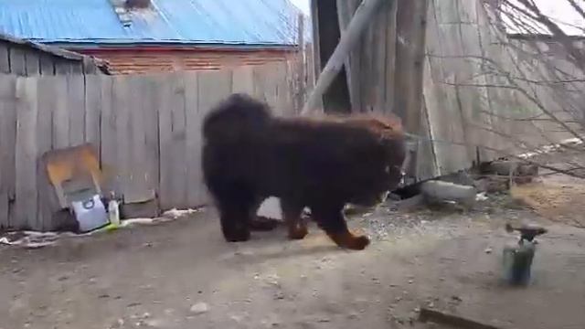 Тибетский мастиф 1 смотреть онлайн