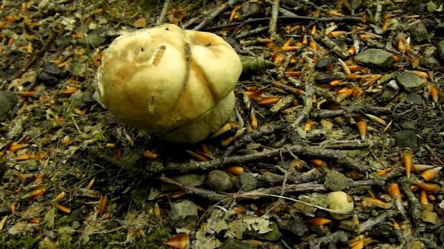 Hexenbutter & Fichtenspargel (und weitere Video- und Bildschnipsel) • Mitte Juni 2016 смотреть онлайн