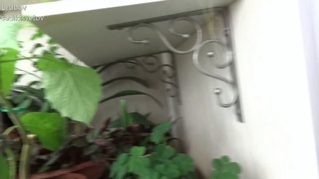 Комнатные цветы/растения. Пересадка садовых гибискусов. смотреть онлайн