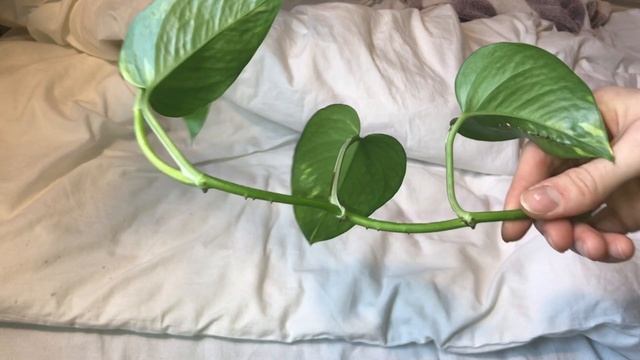 Эпипремнум размножение смотреть онлайн