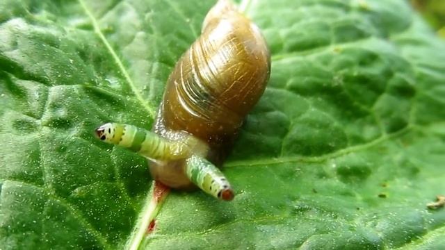 улитка янтарка, заражённая паразитом #Leucochloridium Paradoxum, улитка "зомби" смотреть онлайн