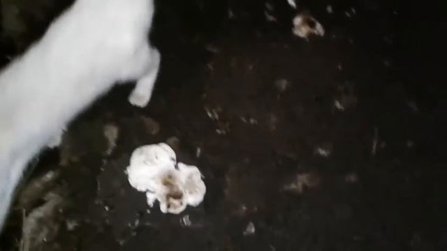 Выращиваем шампиньоны в сарае. We grow champignons in the barn. смотреть онлайн