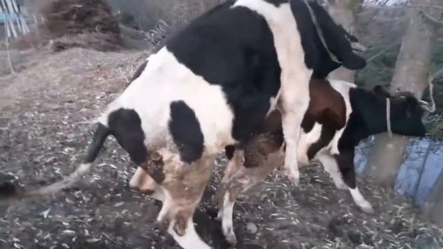 SIGIR QOCHIRISH смотреть онлайн