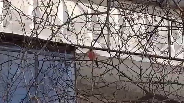 Снегирь прилетел. Говорят, что увидеть снегиря - к радости! смотреть онлайн