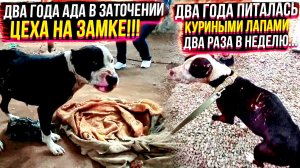 СПЕРВА СОБАКУ ИСПОЛЬЗОВАЛИ В БОЯХ,  А ПОТОМ СТАЛА НЕ НУЖНА БРОСИЛИ В ЗАКРЫТОМ ЦЕХЕ...