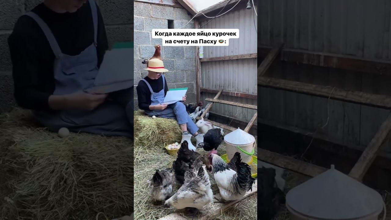Яйца всем хватят на Пасху, мы с курочками позаботились