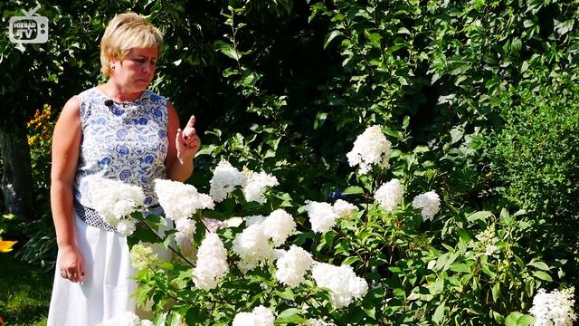 Цветы в саду ? Гортензия метельчатая Ванила Фрейз ? Обзор эксперта HitsadTV