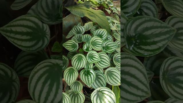 Watermelon Peperomia For Dessert смотреть онлайн