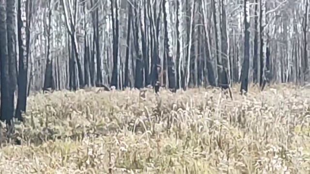 Охота на трофейного лося смотреть онлайн