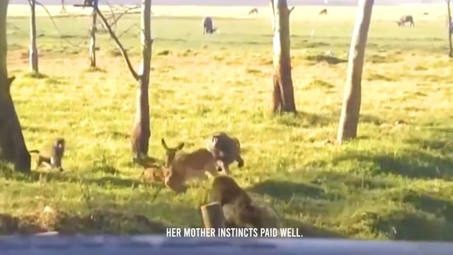 A Baboon Eats a Baby Impala Alive смотреть онлайн
