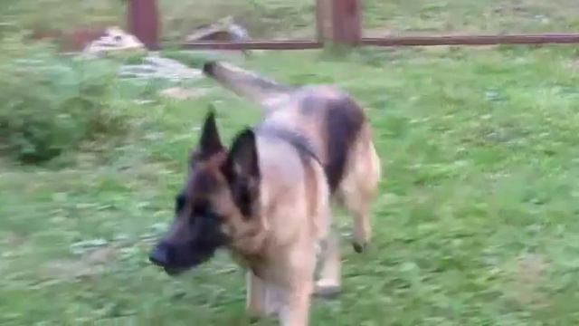 слышь псина смотреть онлайн