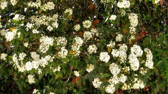 Красавица -Калина лавролистная!!!Vibirnum tinus.Кармель. Заповедник Нахаль Меарот.Израиль. смотреть онлайн