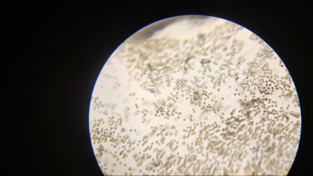 Кто живёт в тёплых Лужах? смотреть онлайн