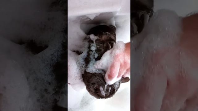 КАК МЫТЬ КОТА ? КАК ПОМЫТЬ КОШКУ СПОКОЙНО И Не Быть Поцарапанным?Секрет Купания! смотреть онлайн