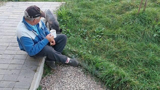 Кофе с лисами смотреть онлайн