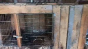 Какого размера должны быть клетки для содержания кроликов#Кролики#Кролиководство#Клетки_для_кролико