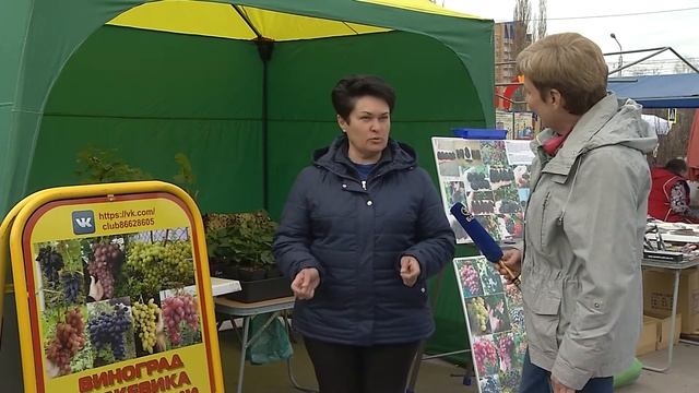 Ежевика смотреть онлайн