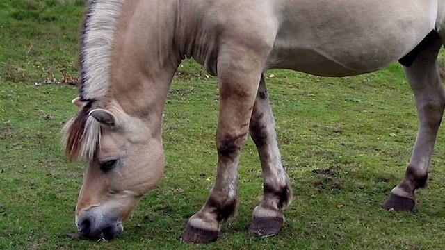 Norwegian Fjord Horses | Beautiful Thor(ed) Or Frozen смотреть онлайн