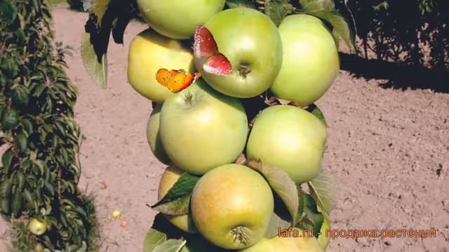 Яблоня колоновидная Малюха (malus) ? яблоня Малюха обзор: как сажать саженцы яблони Малюха смотреть онлайн