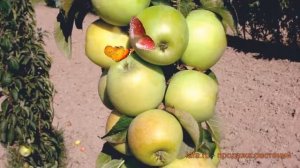 Яблоня колоновидная Малюха (malus) ? яблоня Малюха обзор: как сажать саженцы яблони Малюха