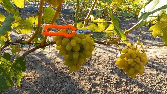 Виноград Ландыш 2021