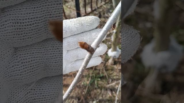 Груша Просто Мария. Медяница на груше. смотреть онлайн