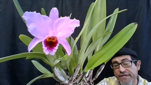 Cattleya Percivaliana