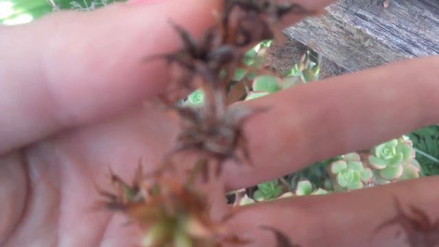 Como saber si tu Echeveria fue polinizada y tiene semillas!! смотреть онлайн