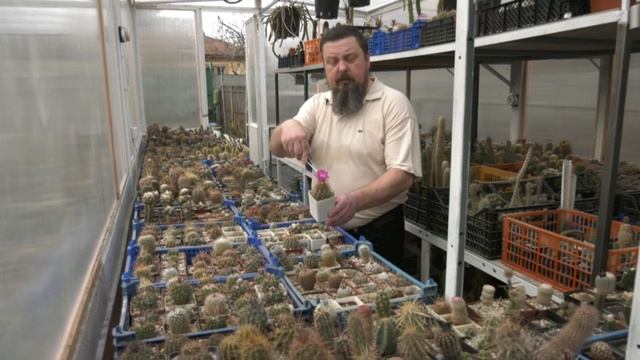 У ДАЧИ. КАК ВЫРАЩИВАТЬ КАКТУСЫ. смотреть онлайн