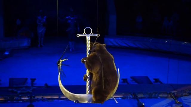 Летающий медведь в цирке. смотреть онлайн