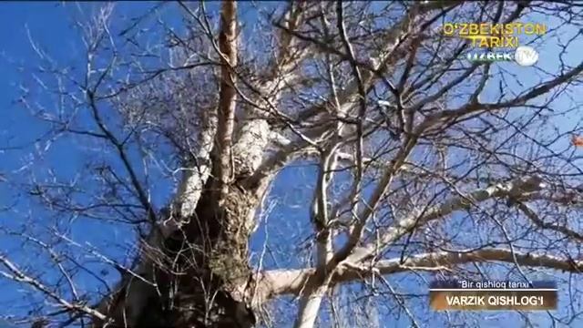 #Варзик #Наманган #чуст #узбекистан смотреть онлайн